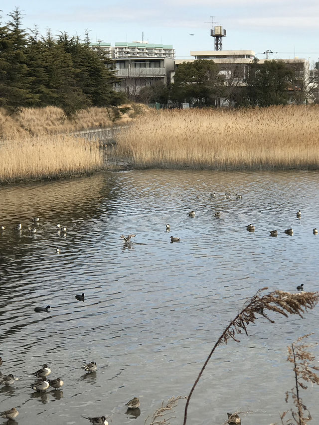 【千葉　習志野　谷津干潟公園と谷津バラ園】 