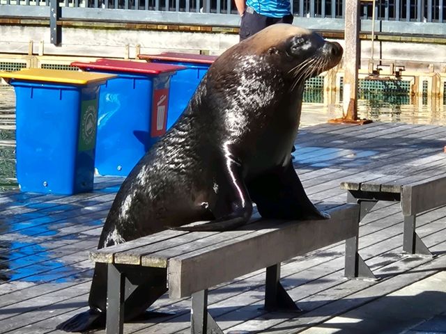 Seen more animals than expected