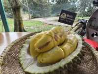 🌳 Hidden Gem in the Hills: 838 Durian Balik Pulau