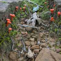 Keystone Ancient Forest – Sand Springs, OK