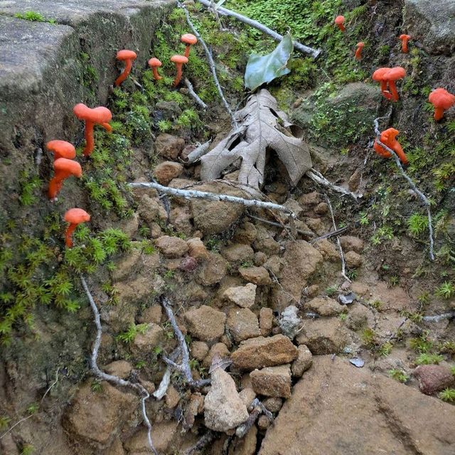 Keystone Ancient Forest – Sand Springs, OK