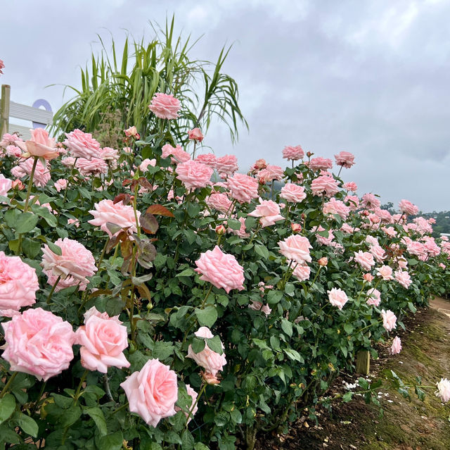 🌹สวนกุหลาบโรแมนติกชิดขอบฟ้า – เชียงใหม่🌄