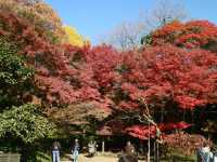 夜楓點燈絕美之東京六義園