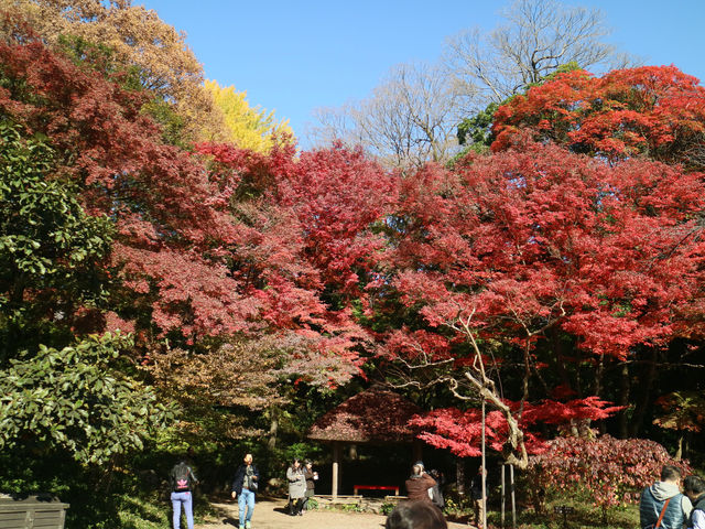 夜楓點燈絕美之東京六義園