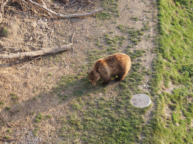 🐻 Relaxed Moments at Bern’s BearPark – Watching the City Symbol