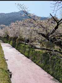 【哲学の道】静けさの中に思索が宿る🌸四季と心を歩く散策路