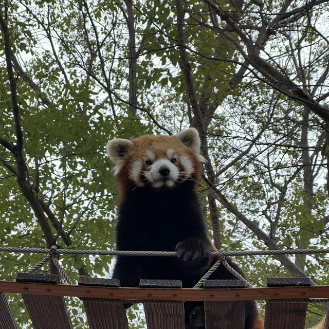 Shanghai Wild Animal Park