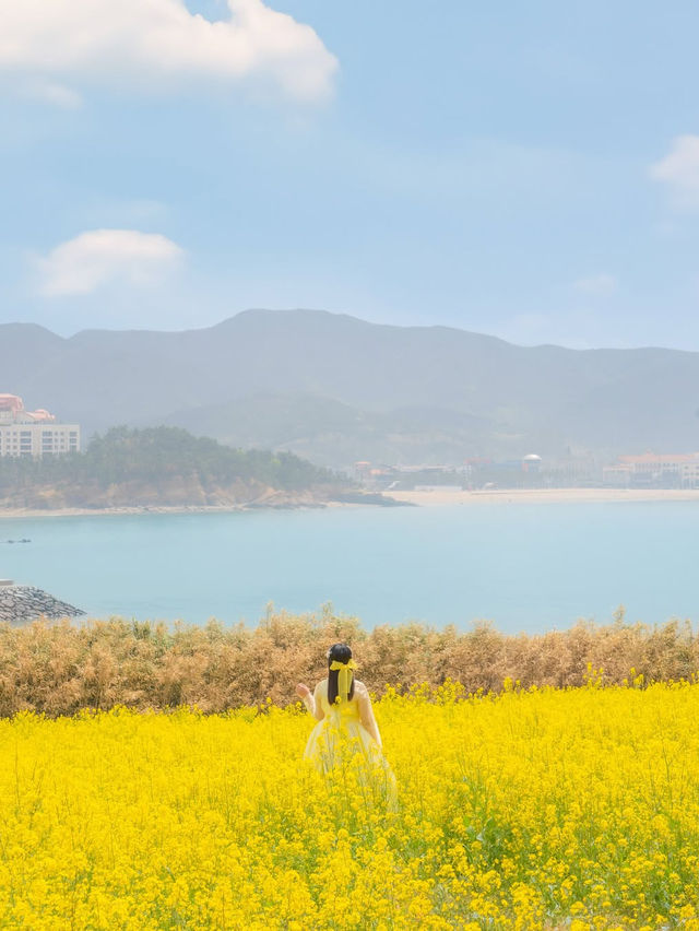 (실시간) 바다 위 노란빛 유채꽃을 가득 만날 수 있는 곳💛