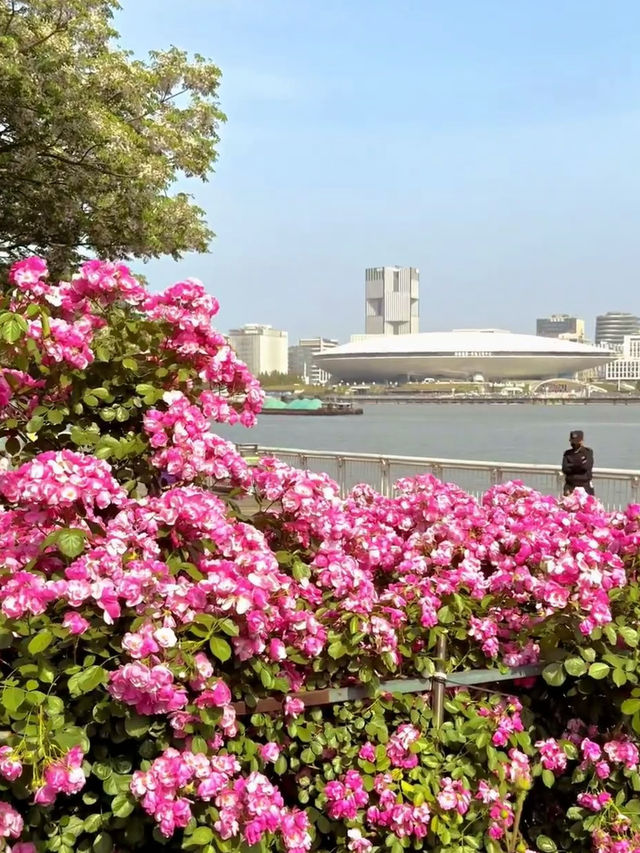 Monet Garden in the City | 20-Minute Park Effect in Central Shanghai 🌿🌸