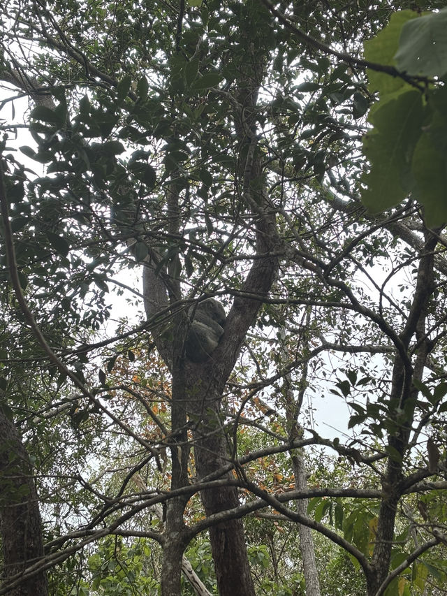 Finding koala on a cloudy day at magnetic island 🐨