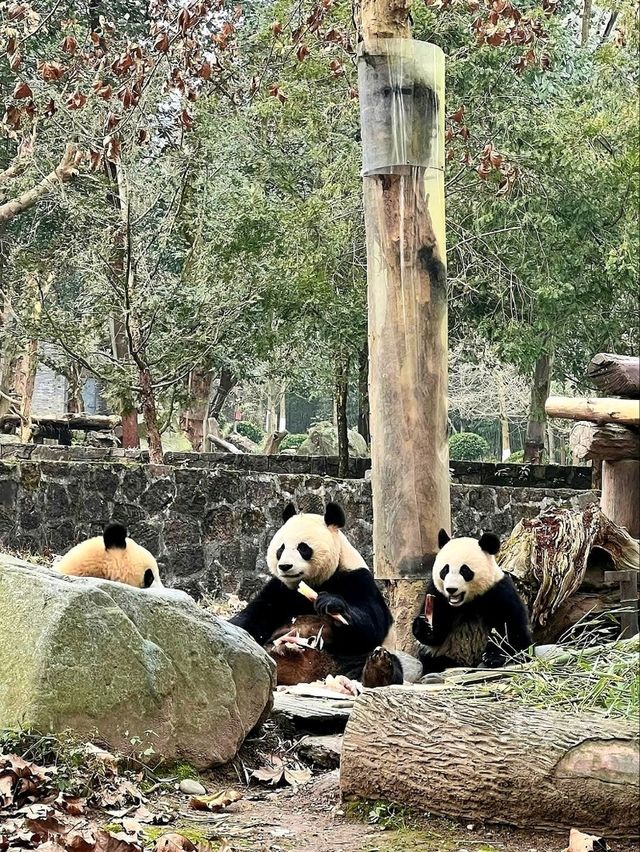 “Panda Paradise: Chengdu’s Living Conservation Garden”