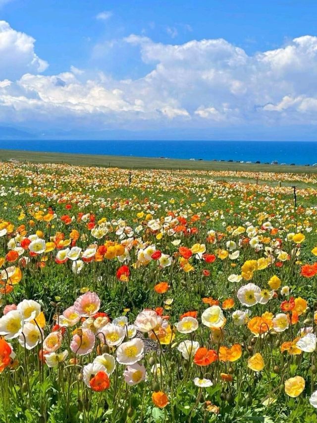 Where Sky Meets Water: The Beauty of Sayram Lake Where Sky Meets Water: The Beauty of Sayram Lake