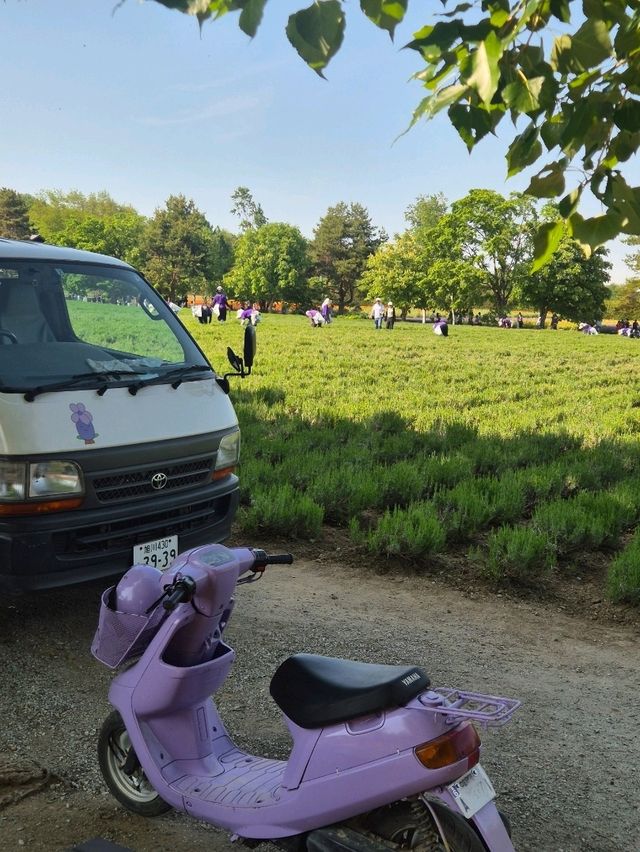 삿포로 여름여행 필수 관광지 팜토미타🪻 삿포로 여름여행 필수 관광지 팜토미타🪻