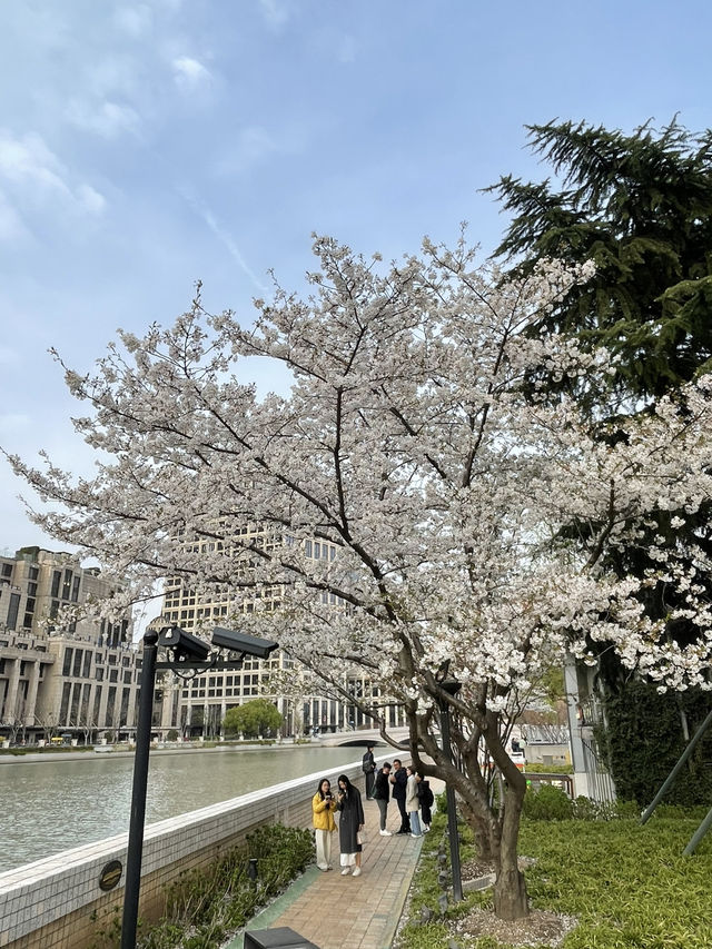 Shanghai Citywalk – From Historic Charm to Urban Elegance 🚶‍♀️🏙️✨