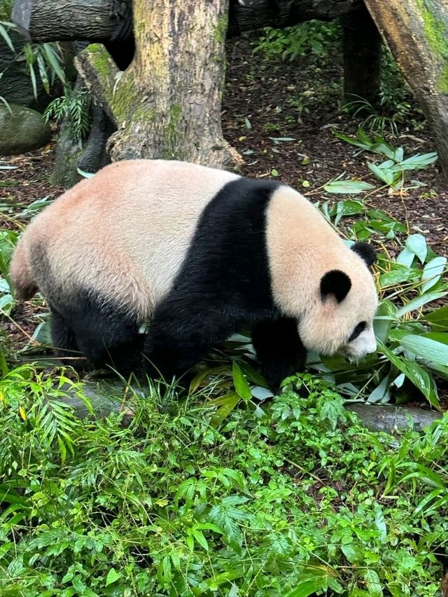 Panda Valley Dujiangyan Panda Valley Dujiangyan