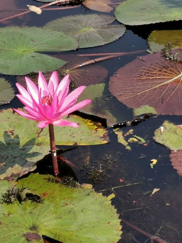🪷Red Lotus Sea, Udonthani 🇹🇭 🪷Red Lotus Sea, Udonthani 🇹🇭