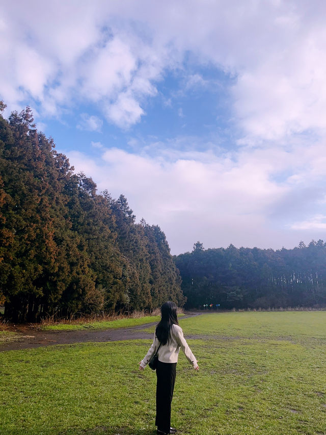 ✨자연을 즐길 수 있는 힐링 공간, 비밀의숲 제주 🌳🌿