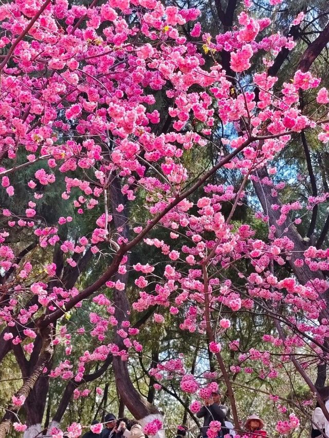 Yuantong Hill: Where Spring Paints the Sky Pink Yuantong Hill: Where Spring Paints the Sky Pink