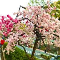 🌸都心の隠れ花見スポット：モモと桜が重なる早稲田鶴巻町🌸