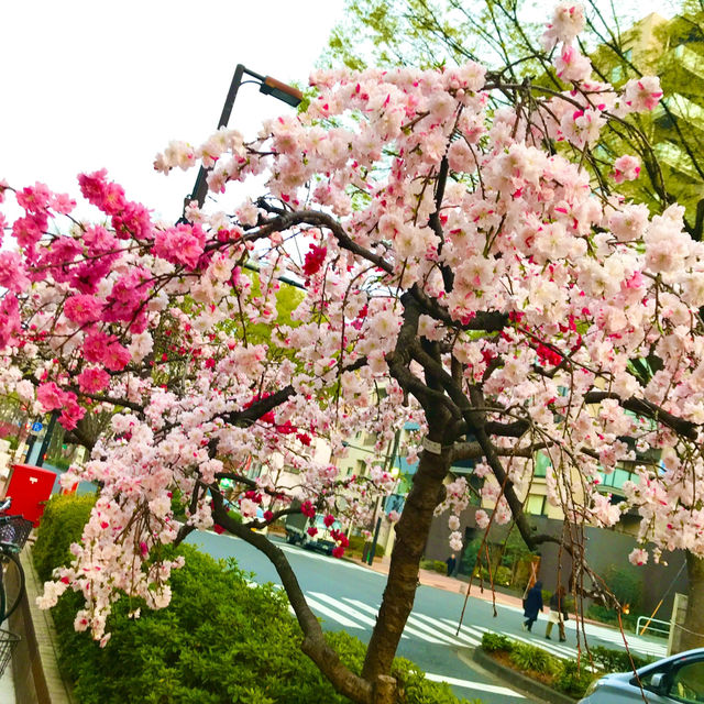 🌸都心の隠れ花見スポット：モモと桜が重なる早稲田鶴巻町🌸
