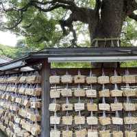 探索東京綠意：明治神宮一日遊 🌿⛩️ 