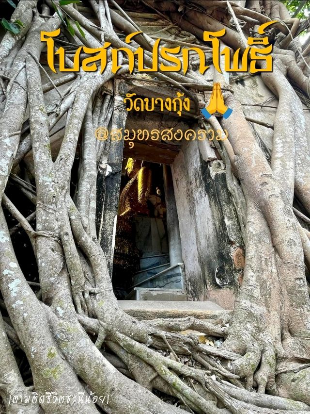 ชมโบสถ์ปรกโพธิ์วัดบางกุ้ง🌿