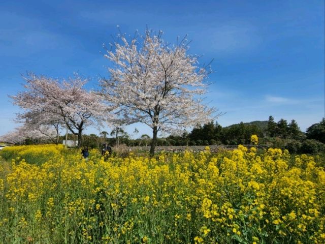 🌼 녹산로 유채꽃길 – 봄을 물들이는 노란 물결 🌼 녹산로 유채꽃길 – 봄을 물들이는 노란 물결