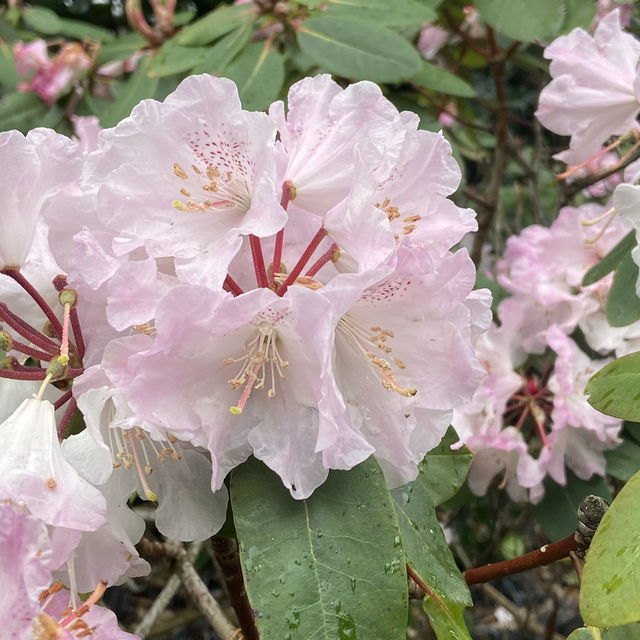 Dreamy Nature in Royal Botanic Gardens (Edinburgh)
