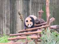 แพนด้า 🐼....เฉิงตู