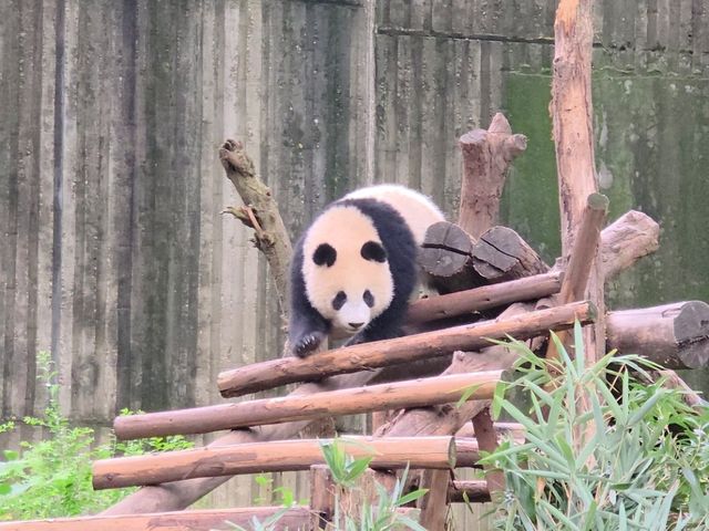 แพนด้า 🐼....เฉิงตู
