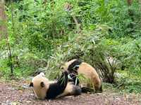 แพนด้า 🐼....เฉิงตู