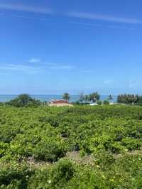 屏東枋山鄉｜海與芒果交會的山腰小鎮：沿著海台一線看藍、在果園裡聞到夏天 🍋🌊
