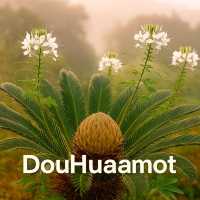 DoiHueMot