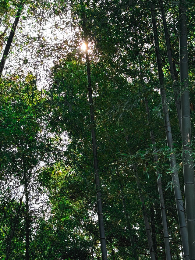 ⛰️도야마 시내 최고의 전망대, ‘쿠레하산 공원 전망대’ 
