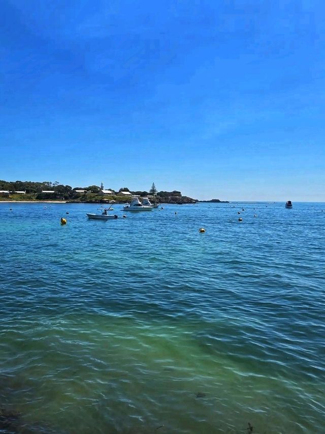 🏝️ Rottnest Island – A Paradise of Smiles and Sea Breezes