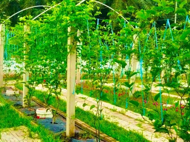 Sepang Itinerary | Passion Fruit Garden & Hiking Adventure