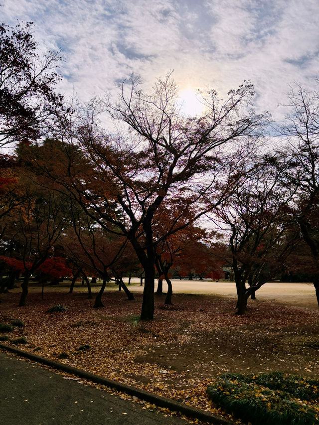Strolling in Shinjuku Gyoen National Garden 🌿