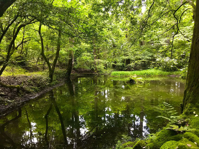 【福井・白山神社平泉寺🌿】苔の聖地で感じる静寂と神仏習合