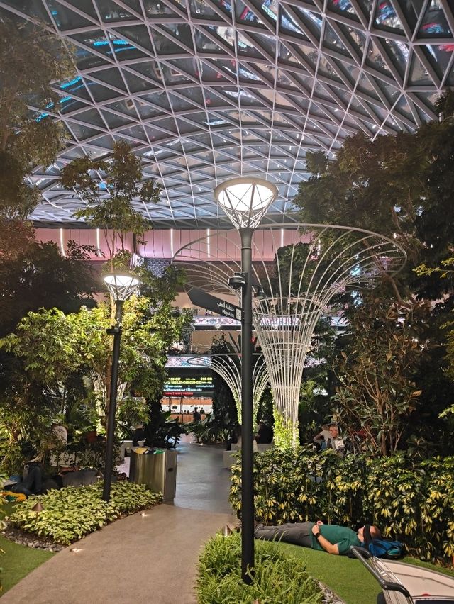 A Forest Between Flights: My Walk Through the Orchard at Hamad Airport