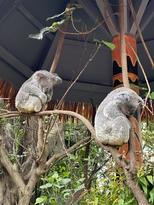 熊貓明星💕妹豬打卡必去🐼  樹熊🐨 近距離接觸長頸鹿🦒 熊貓明星💕妹豬打卡必去🐼  樹熊🐨 近距離接觸長頸鹿🦒