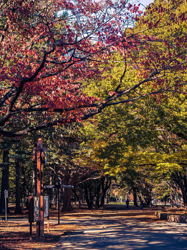 Leafy City Glow🌆 in Sapporo, Hokkaido
