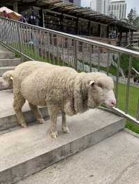 Cameron Highlands Short But Memorable Trip ✨