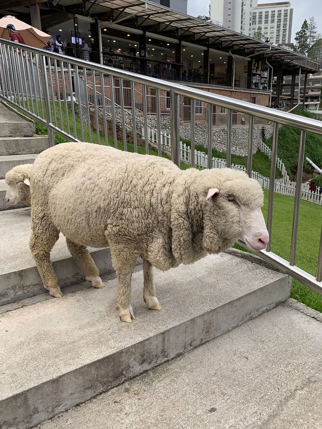 Cameron Highlands Short But Memorable Trip ✨