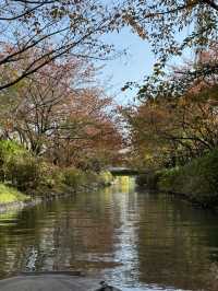 🍁 伏見十石舟:秋日泛舟,穿越時光的水上畫卷 🍂
