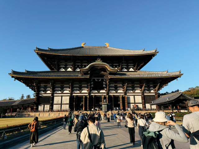 奈良東大寺～穿越千年遇見世界最大木造建築！與鹿共游的佛像奇觀🦌🏯