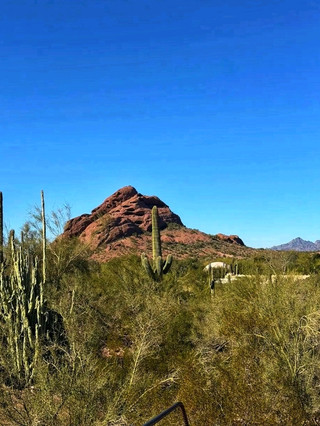 🌵 Desert Botanical Garden – Where the Sonoran Desert Comes Alive 🌸