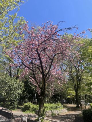 มนต์เสน่ห์แห่งดอกไม้บานในฤดูใบไม้ผลิ🌸