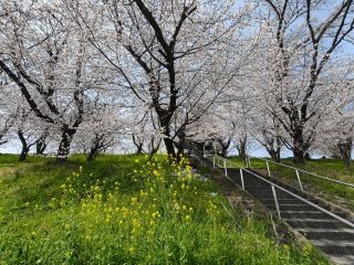 【岐阜】必去的夜櫻觀賞地🌸