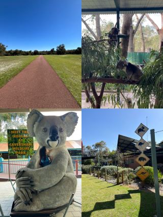 【パース🇦🇺】コアラに会える人気スポット🐨実際の行き方も紹介✨  