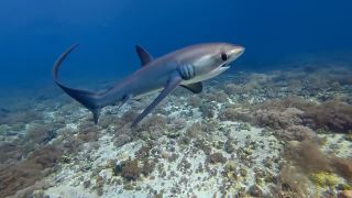 Diving with Thresher Sharks in Malapascua 🦈🇵🇭